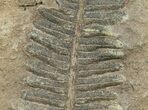 Million Year Old Fern Fossil - #5731-2